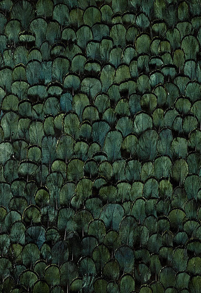 FSchumacher Wallpaper 5003800 Cascadia Peacock