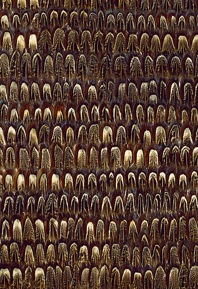 FSchumacher Wallpaper 5003970 Caumsett Sable