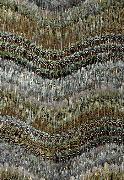 FSchumacher Wallpaper 5004020 Clearwater Blue Heron