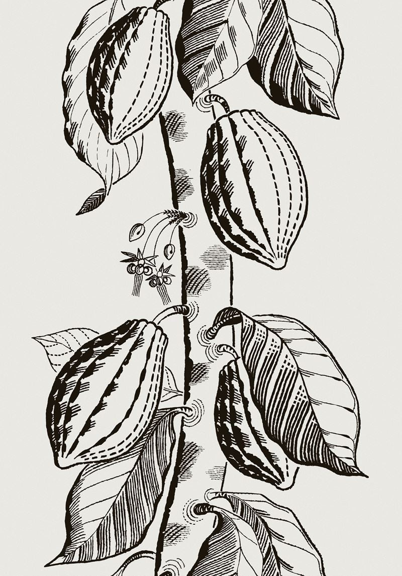 Cole & Son Wallpaper 89/11043.CS Cocoa White