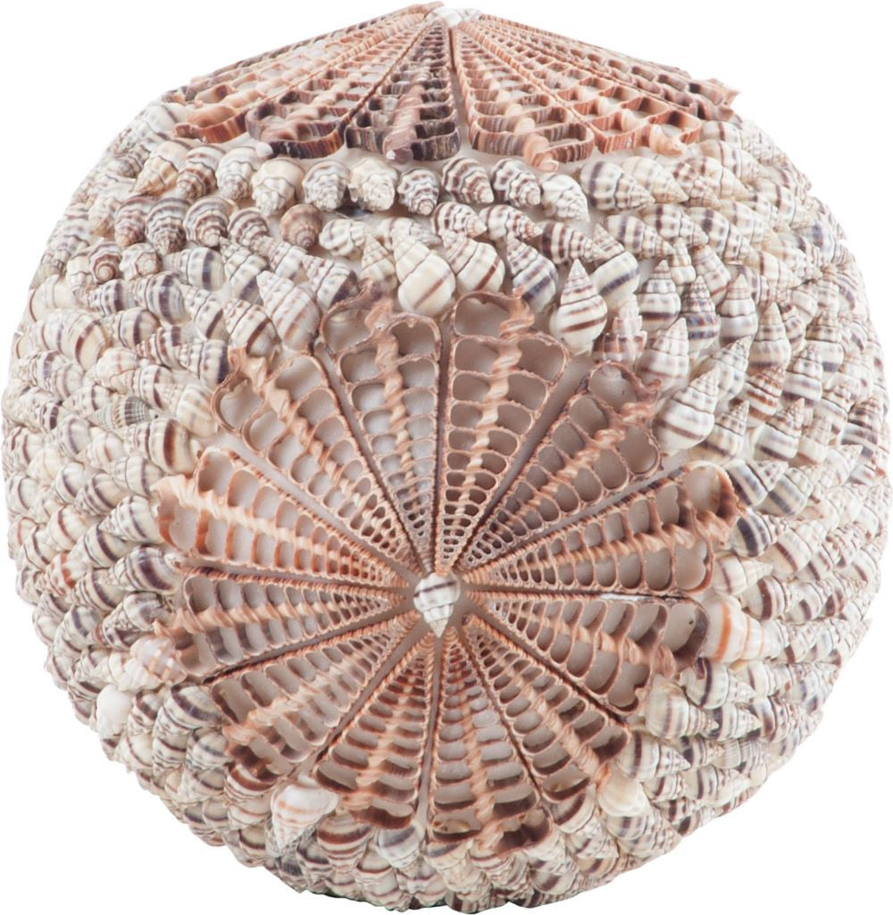 Sliced Shell Spiral Ball