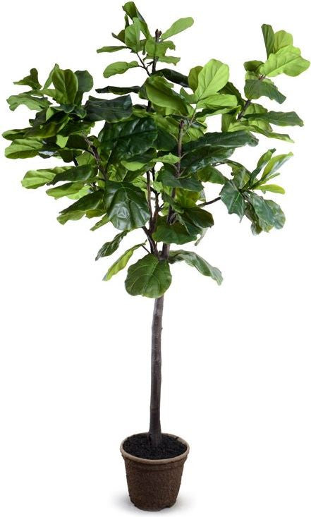 9' Fiddle-Leaf Fig Tree