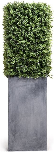 Boxwood in Column Pot