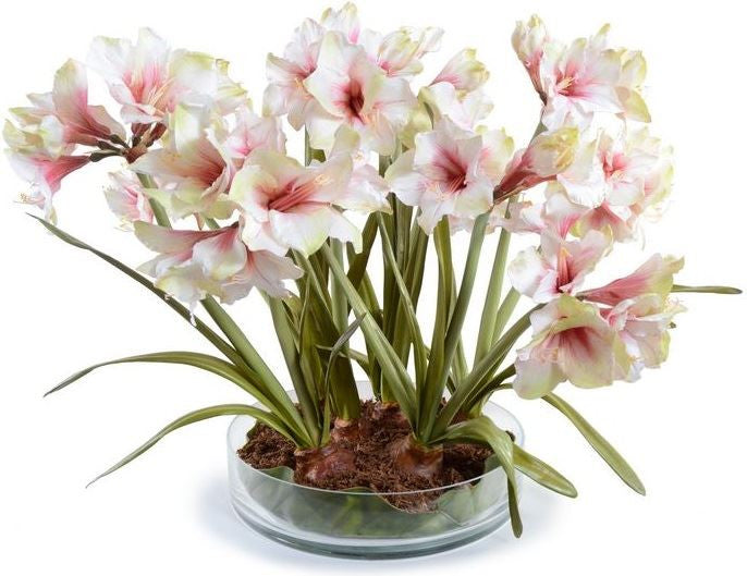 Amaryllis Plant