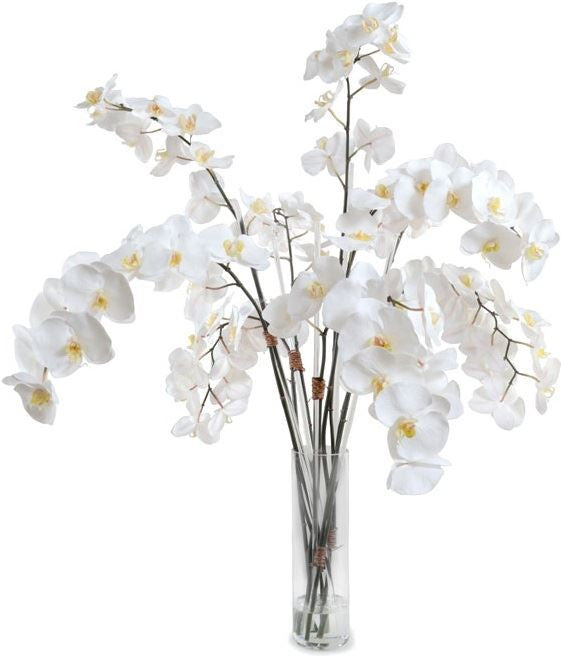 Phalaenopsis Orchid Stems