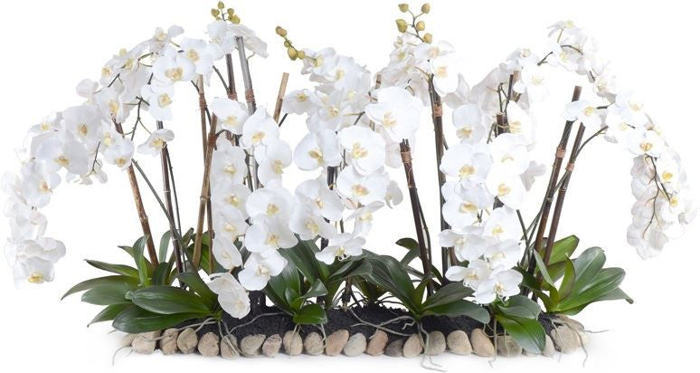Phalaenopsis Flowerscapes