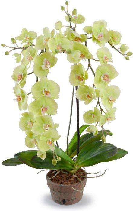 Hanging Phalaenopsis Orchid