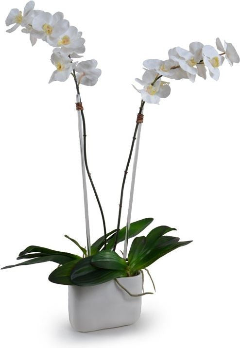 Phalaenopsis Orchid