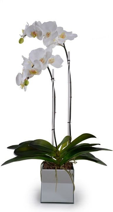 Phalaenopsis Orchid