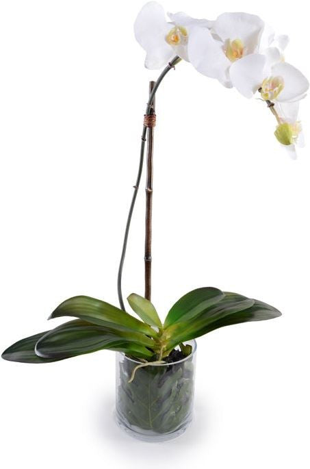 Phalaenopsis Leaf It