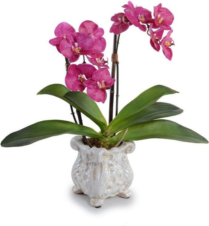 Small Phalaenopsis Orchid