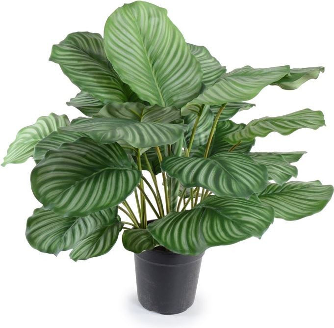 26" Calethea Plant