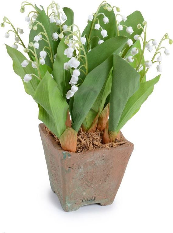 Lily of the Valley