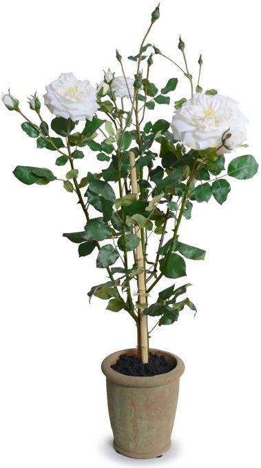 English Garden Rose Bush