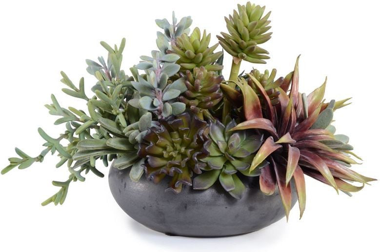Mixed Succulents