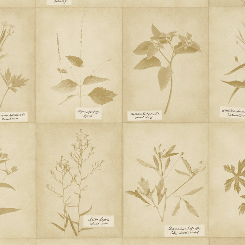 Ralph Lauren Wallpaper LWP65013W Plains Creek Botanic Parchment
