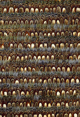 FSchumacher Wallpaper 5003850 Montauk Topaz