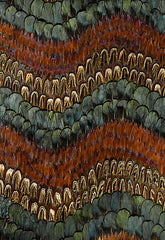 FSchumacher Wallpaper 5003880 Biscayne Peacock &amp; Pheasant