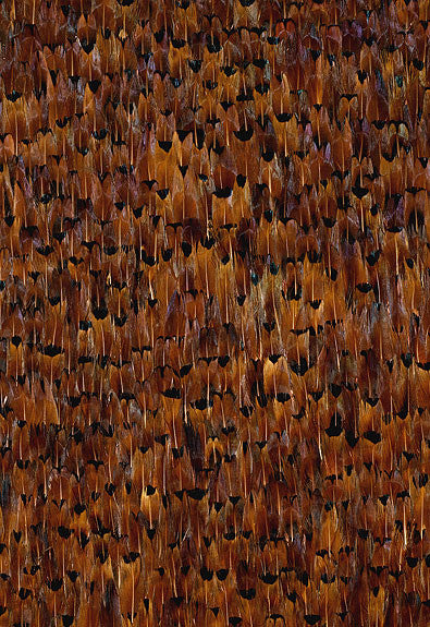 FSchumacher Wallpaper 5003910 Ashland Pheasant