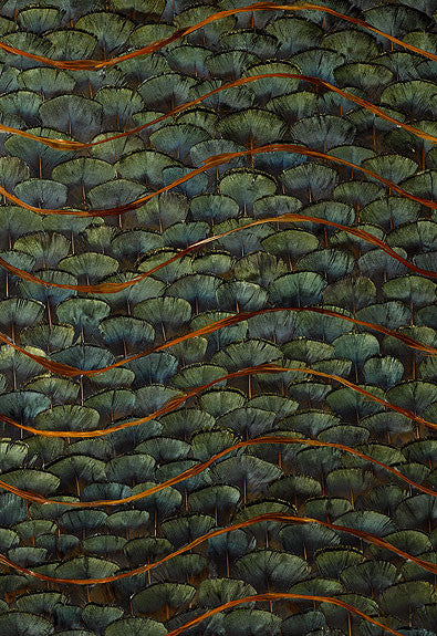FSchumacher Wallpaper 5003940 Emerald Bay Peacock