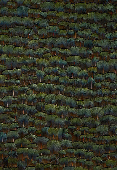 FSchumacher Wallpaper 5003950 Stillwater Peacock