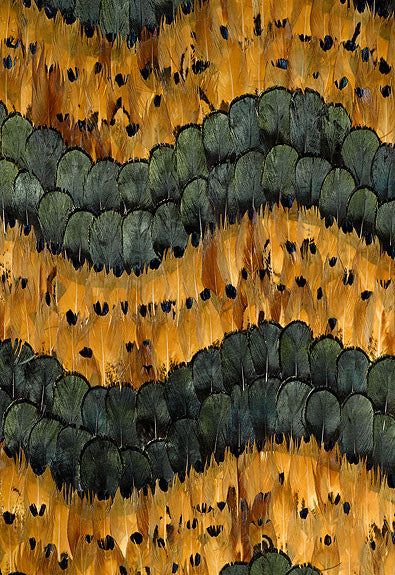 FSchumacher Wallpaper 5003990 Golden Hill Citrine