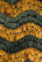 FSchumacher Wallpaper 5003990 Golden Hill Citrine