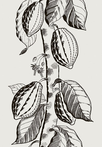 Cole & Son Wallpaper 89/11043.CS Cocoa White