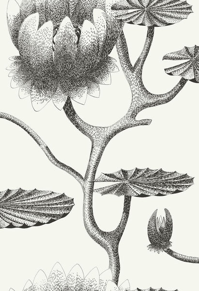 Cole & Son Wallpaper 95/4020.CS Lily Black/White