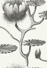Cole & Son Wallpaper 95/4020.CS Lily Black/White