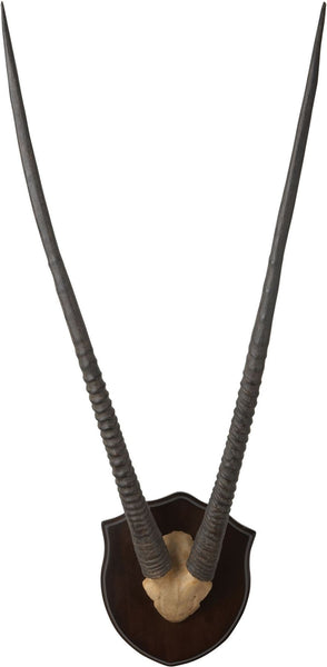 Wall Mounted Resin Gazelle Horns Dark Plaque
