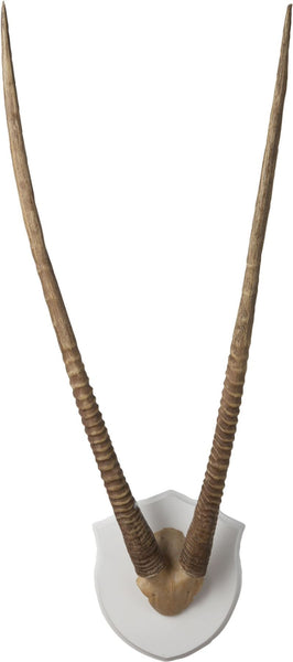 Wall Mounted Resin Gazelle Horns Ecru Plaque