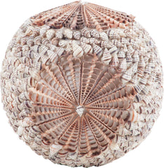 Sliced Shell Spiral Ball