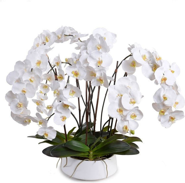Phalaenopsis Orchid