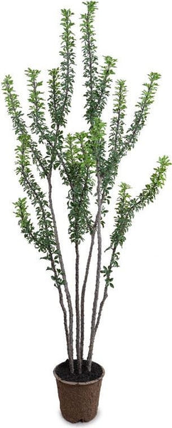 Ocotillo Tree