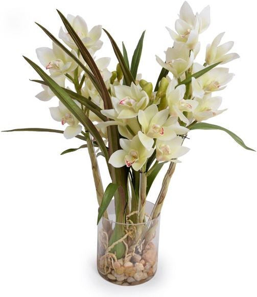 Cymbidium Orchid