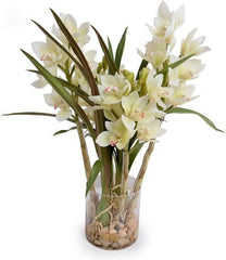 Cymbidium Orchid