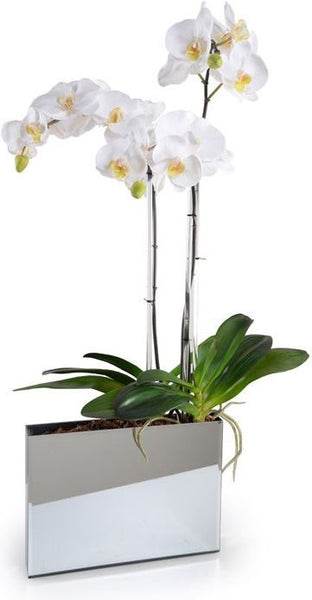 Phalaeonpsis Orchid