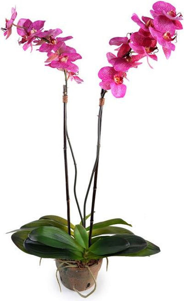 Phalaenopsis Orchid