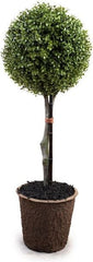 UV Stable Boxwood Topiary