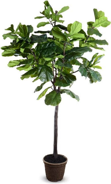 9' Fiddle-Leaf Fig Tree