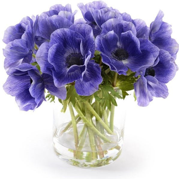 Anemone Arrangement