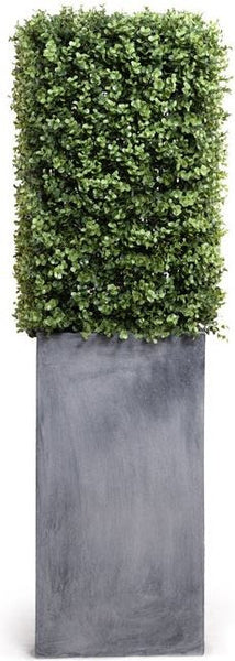 Boxwood in Column Pot
