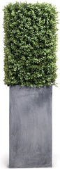 Boxwood in Column Pot
