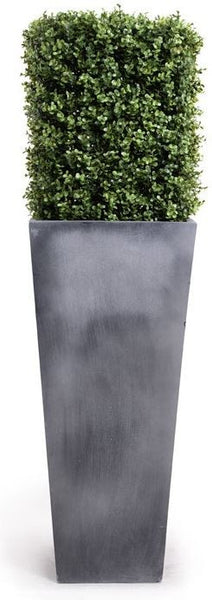 Boxwood in Column Pot