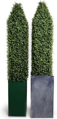Boxwood Obelisk in Fiberglass Column