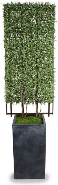 Boxwood Trellis in Column Pot