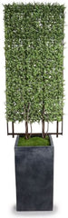 Boxwood Trellis in Column Pot