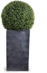 28&quot; Boxwood Ball in Column Pot