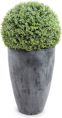 15&quot; Boxwood Ball In Round Tapered Pot